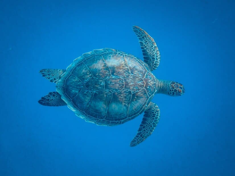 Turtle