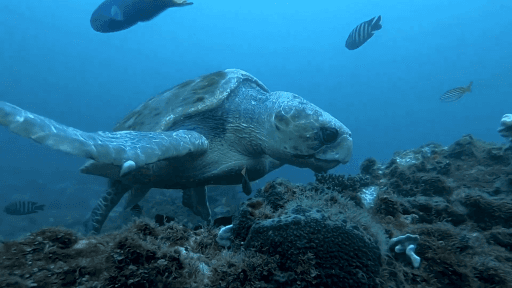Caretta caretta