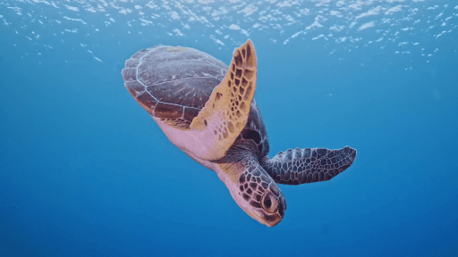 Chelonia mydas