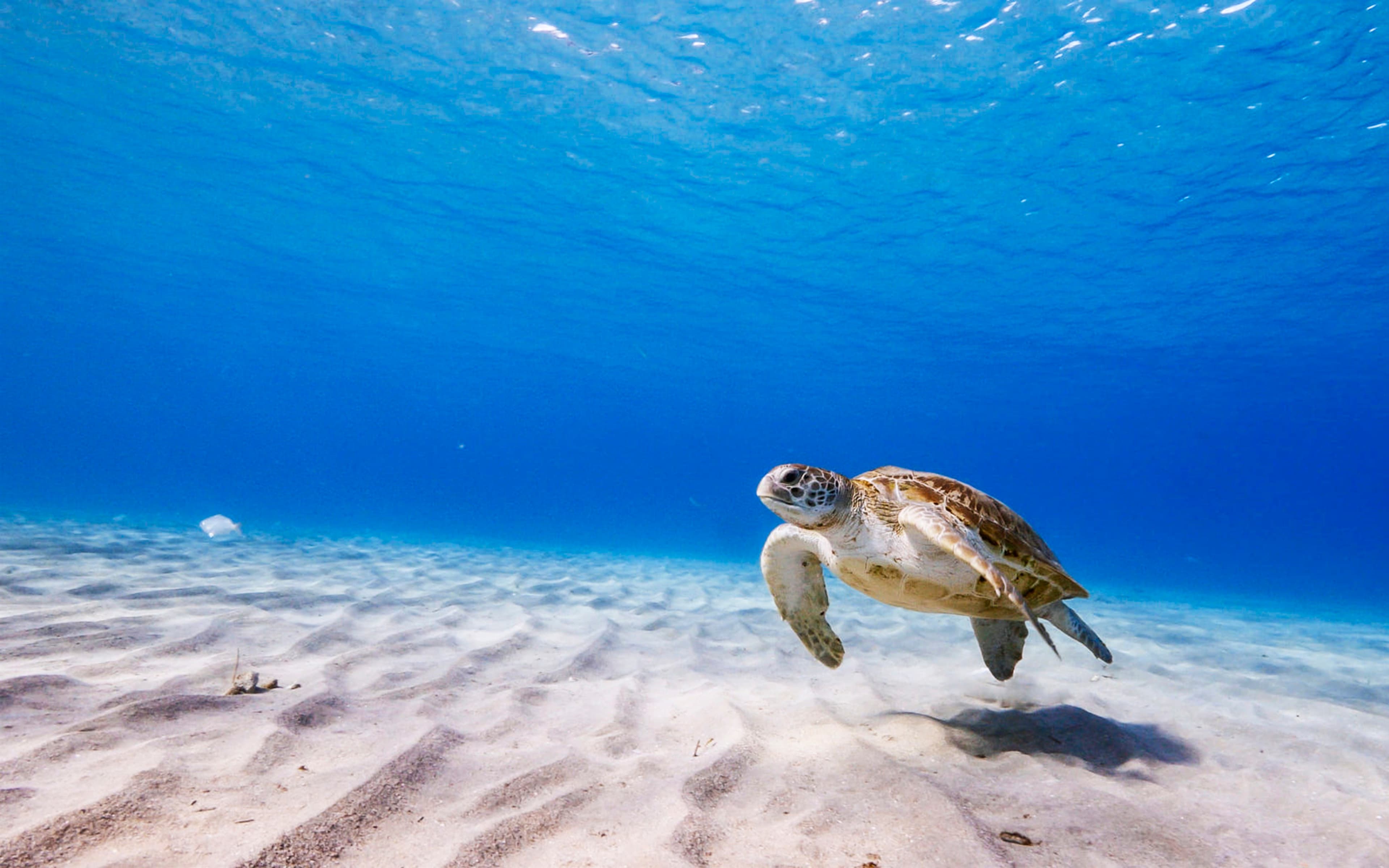 Sea Turtle
