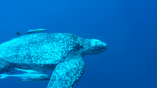 Dermochelys coriacea