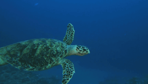 Eretmochelys imbricata