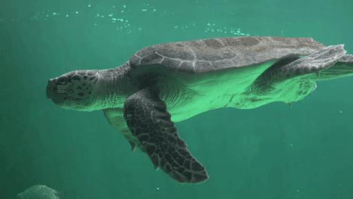 Lepidochelys olivacea